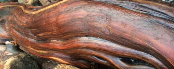 The programs featured image